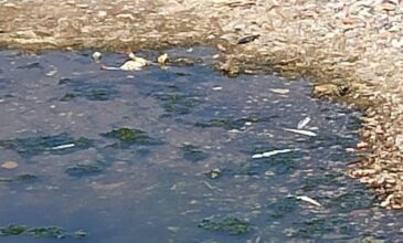 Γέμισαν νεκρά ψάρια οι εκβολές του Πείρου Ποταμού στην Αχαΐα