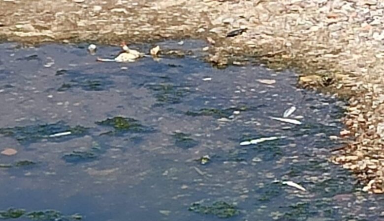 Γέμισαν νεκρά ψάρια οι εκβολές του Πείρου Ποταμού στην Αχαΐα