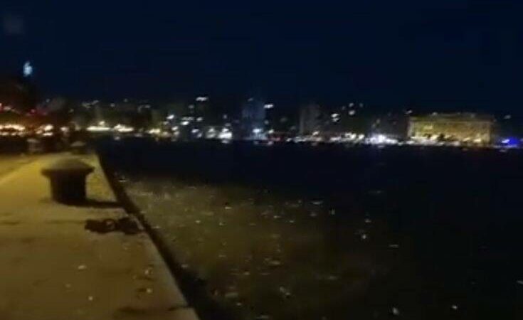 Μαζικό «πήδημα θανάτου» από δεκάδες σαρδέλες στη Θεσσαλονίκη