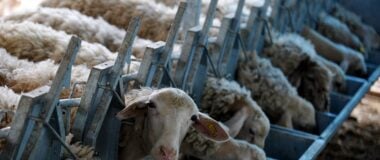 Κάηκαν 30 πρόβατα όταν ξέσπασε φωτιά σε ποιμνιοστάσιο στην Έδεσσα