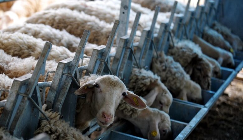 Κρούσματα καταρροϊκού πυρετού σε κτηνοτροφικές μονάδες στη Βόρεια Ελλάδα