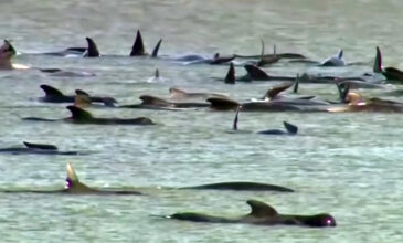 270 φάλαινες εγκλωβίστηκαν σε παραλία της Τασμανίας – Επιστήμονες προσπαθούν να τις σώσουν