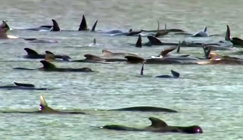 270 φάλαινες εγκλωβίστηκαν σε παραλία της Τασμανίας – Επιστήμονες προσπαθούν να τις σώσουν
