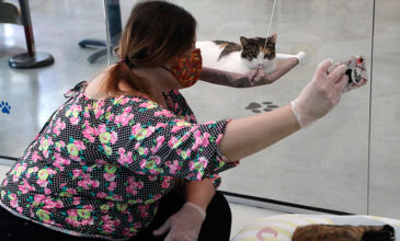 Κορονοϊός: Οι γάτες μπορούν να μολυνθούν μεταξύ τους και να γίνουν υπερματαδότες