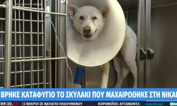 Βρήκε καταφύγιο το σκυλάκι που μαχαιρώθηκε στη Νίκαια