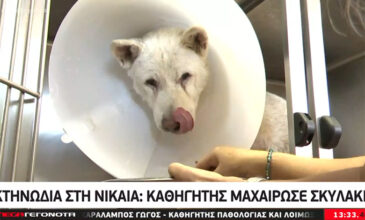 Μαχαίρωμα σε σκύλο στη Νίκαια: «34 χρόνια στο επάγγελμα δεν το έχω ξαναδεί»