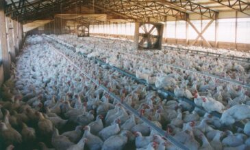 Γρίπη των πτηνών: Εντολή για σφαγή 200.000 πουλερικών στην Ολλανδία