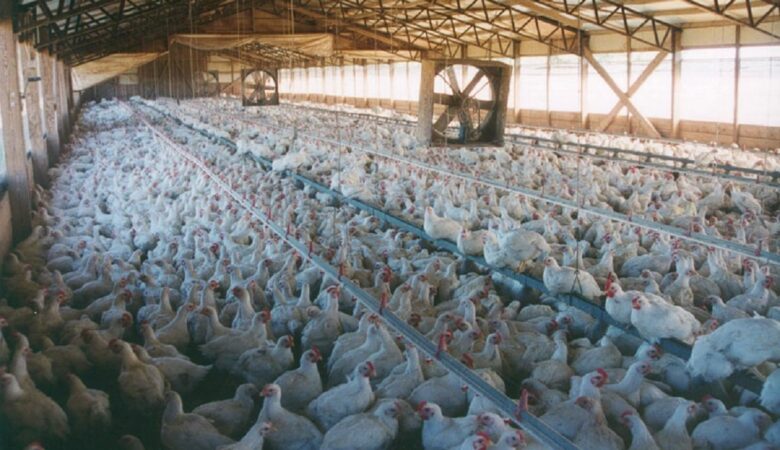 Κορονοϊός: Κλείνει πτηνοσφαγείο συνεταιρισμού στα Ιωάννινα μετά από 19 κρούσματα