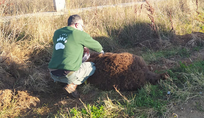 Αρκούδα 250 κιλών νεκρή σε τροχαίο στην Μεσοποταμία Καστοριάς