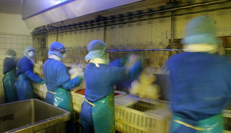 Oλλανδία: Θανάτωσαν 190.000 πουλερικά σε δύο εκτροφεία