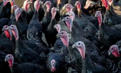 Γρίπη των πτηνών εντοπίστηκε σε φάρμα με γαλοπούλες στην Αγγλία