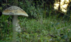 Σε κρίσιμη αλλά σταθερή κατάσταση το ζευγάρι που έπαθε δηλητηρίαση από μανιτάρια στην Έδεσσα