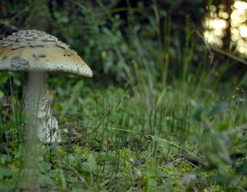 Σε κρίσιμη αλλά σταθερή κατάσταση το ζευγάρι που έπαθε δηλητηρίαση από μανιτάρια στην Έδεσσα