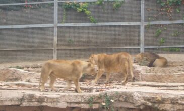 Κορονοϊός: Τέσσερα λιοντάρια βρέθηκαν θετικά σε ζωολογικό κήπο στην Ισπανία
