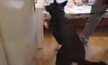 Ο Ακύλας ανέλαβε πάλι δράση: Ο αστυνομικός σκύλος ξετρύπωσε κρυμμένη κάνναβη