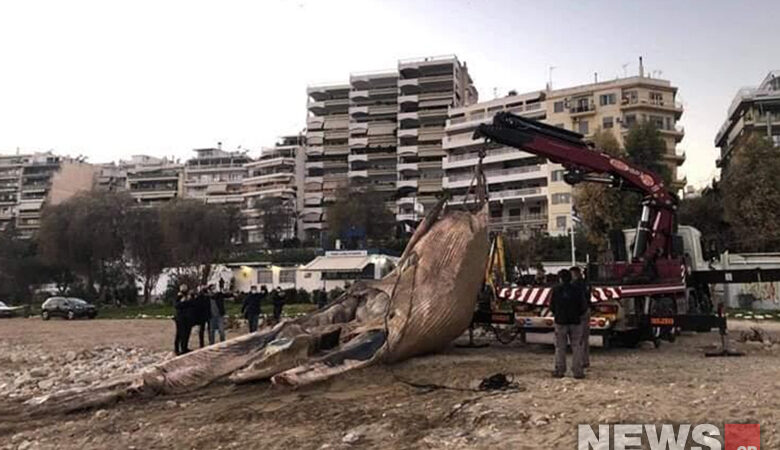 Νεκρή φάλαινα ξεβράστηκε στην Φρεαττύδα- Δείτε εικόνες