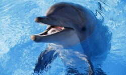 Έσωσαν δελφίνι που είχε εγκλωβιστεί σε ξεχασμένα δίχτυα