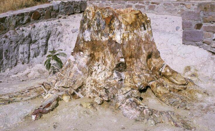 Λέσβος: Τι μαρτυρούν οι κορμοί δέντρων που βρέθηκαν σε νέες ανασκαφές του απολιθωμένου δάσους