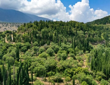 Το ελληνικό δάσος που έχει κάτι μοναδικό σε όλον τον κόσμο