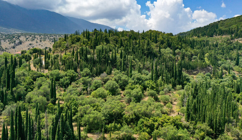 Το ελληνικό δάσος που έχει κάτι μοναδικό σε όλον τον κόσμο