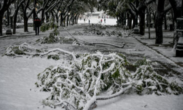 Κακοκαιρία «Μήδεια»: Γιατί έπεσαν τόσα πολλά δέντρα – Τι έδειξε η ανάλυση του χιονιού