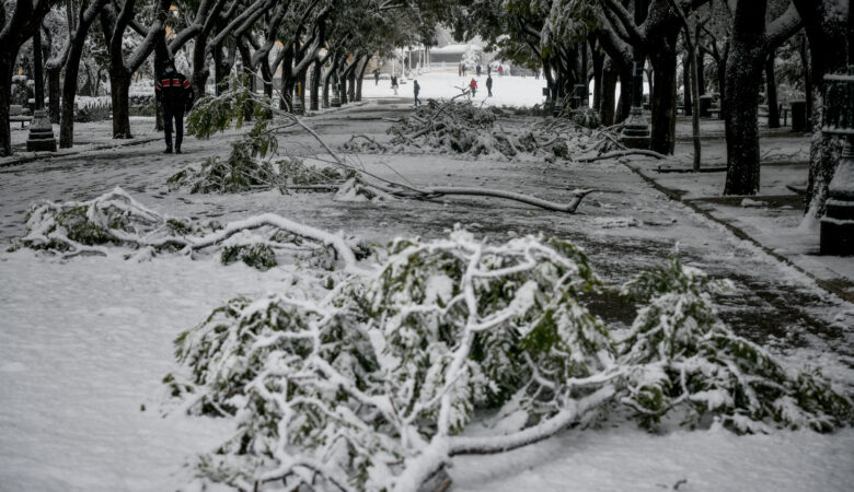 Κακοκαιρία «Μήδεια»: Γιατί έπεσαν τόσα πολλά δέντρα – Τι έδειξε η ανάλυση του χιονιού