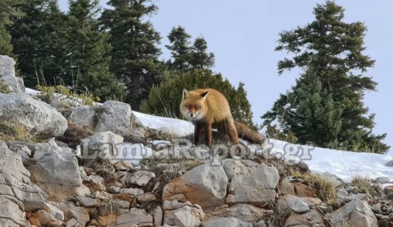 Αλεπού – μοντέλο πόζαρε στο φακό περαστικού