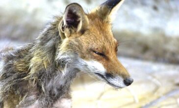 Νεκρή αλεπού από δηλητηριασμένα δολώματα στα Γρεβενά