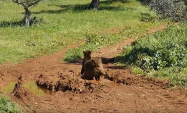 Βοιωτία: Αγριογούρουνα κάνουν λασπόλουτρο – Δείτε το βίντεο