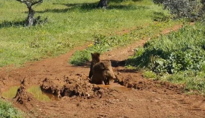 Βοιωτία: Αγριογούρουνα κάνουν λασπόλουτρο – Δείτε το βίντεο