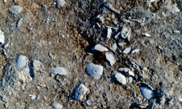 Ο άγνωστος ελληνικός δρόμος με τα χιλιάδες απολιθωμένα κοχύλια