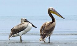 Εντοπίστηκε ο ιός της γρίπης των πτηνών σε αργυροπελεκάνους στη λίμνη Κερκίνης
