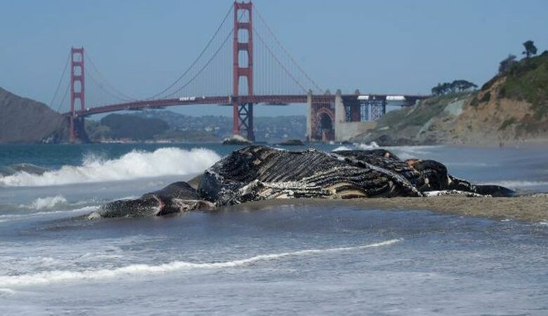 Τέσσερις γκρίζες φάλαινες ξεβράστηκαν νεκρές σε παραλίες του Kόλπου του Σαν Φρανσίσκο