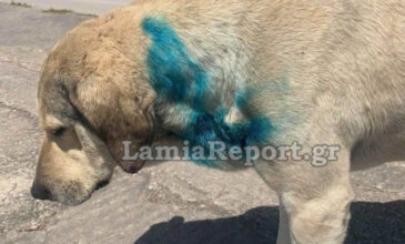 Στυλίδα: Ασυνείδητοι έβαψαν αδέσποτο σκύλο με σπρέι