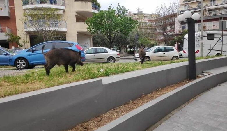 Απίστευτες εικόνες στη Θεσσαλονίκη: Αγριογούρουνα κόβουν βόλτες στην πόλη ψάχνοντας φαγητό