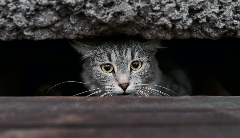Βρέθηκε η πρώτη περίπτωση γάτας που μόλυνε άνθρωπο με Covid-19