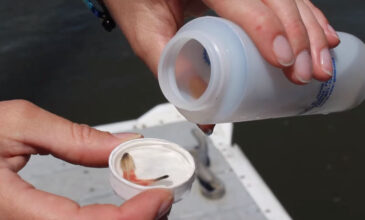 «Δεν θα θέλατε να πάτε για κολύμπι»: Επικίνδυνα σκουλήκια βγήκαν σε ακτές των ΗΠΑ