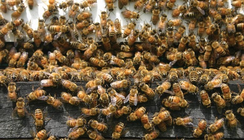 Ολλανδία: Ερευνητές εκπαίδευσαν μέλισσες για να εντοπίζουν κρούσματα κορονοϊού