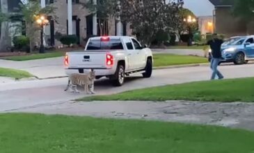 Θρίλερ στο Χιούστον με τίγρη που κυκλοφορεί ελεύθερος στους δρόμους – Δείτε βίντεο