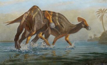 Νέο είδος δεινοσαύρων αναγνωρίστηκε από παλαιοντολόγους στο Μεξικό