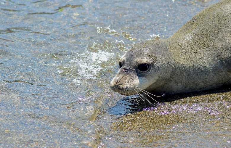 Φώκιες εθεάθησαν στο λιμάνι του Ηρακλείου – Δείτε βίντεο