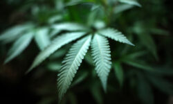 Συνελήφθη ανήλικος που πωλούσε ναρκωτικά σε χωριά της Αχαΐας