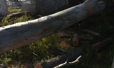 Στο έλεος της κακοκαιρίας η Λέσβος – Ισχυροί άνεμοι, πτώση δέντρων, ζημιές σε σπίτια