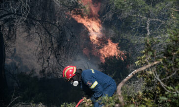 Πυρκαγιά σε δασική έκταση στη Σάμο