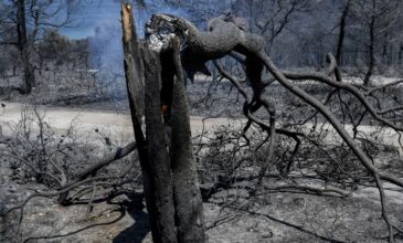 Το πόρισμα της πρώτης μελέτης για την πυρκαγιά στον Σχίνο – Κίνδυνος για πλημμύρες και κατολισθήσεις