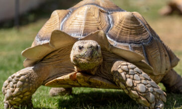 Βρέθηκε γιγαντιαία χελώνα που θεωρείτο εξαφανισμένο είδος εδώ κι έναν αιώνα