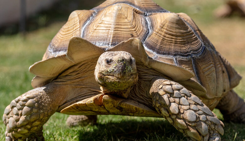 Βρέθηκε γιγαντιαία χελώνα που θεωρείτο εξαφανισμένο είδος εδώ κι έναν αιώνα