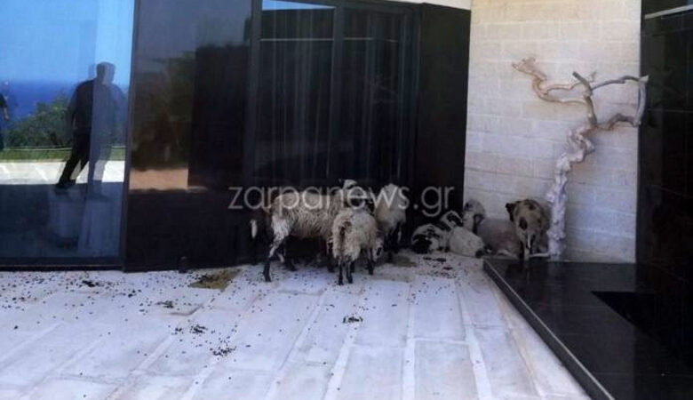 Χανιά: Νοίκιασαν πολυτελή βίλα και όταν ξύπνησαν, είδαν… πρόβατα να «κόβουν» βόλτες