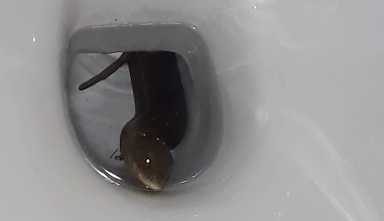 Θεσσαλονίκη: Βρήκε φίδι στη… λεκάνη της τουαλέτας του