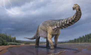 Ανακαλύφθηκε ο δεινόσαυρος «Αυστραλοτιτάν» – Eίχε μήκος όσο ένα γήπεδο μπάσκετ  και ύψος 2 ορόφων
